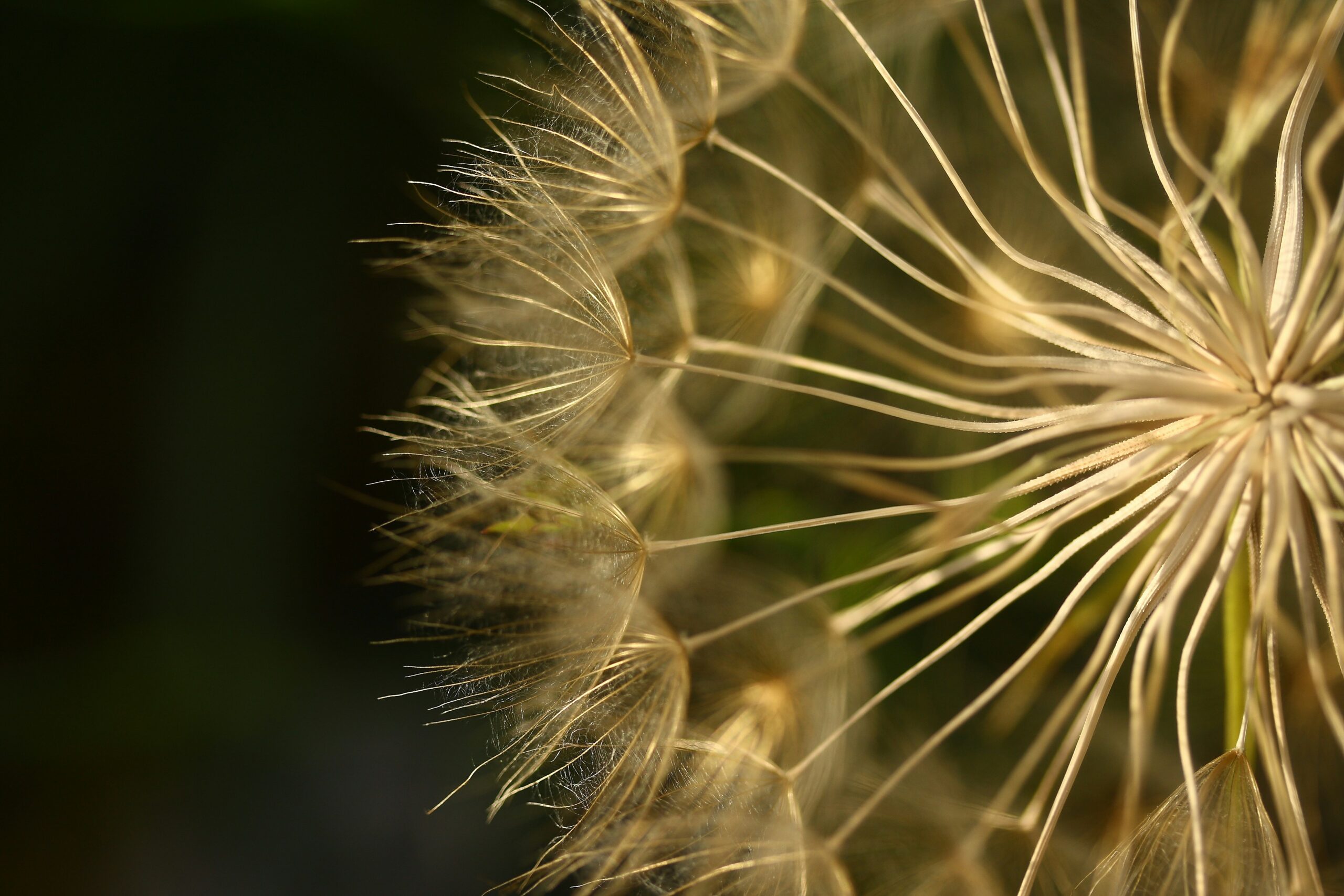 Allergie