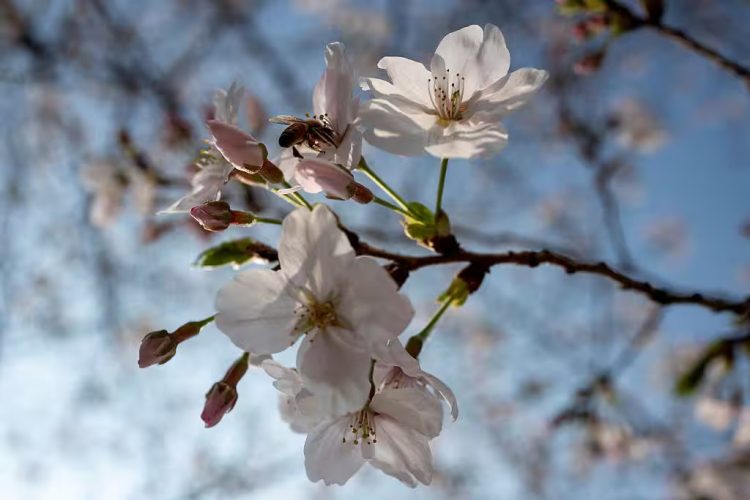 Stanca di piangere ogni primavera